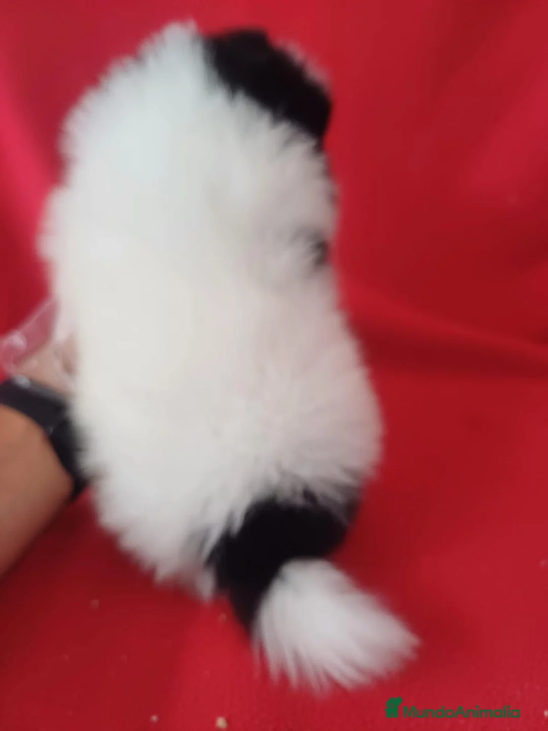 Pomerania perros en venta: Pomerania Panda  - Anuncio 4
