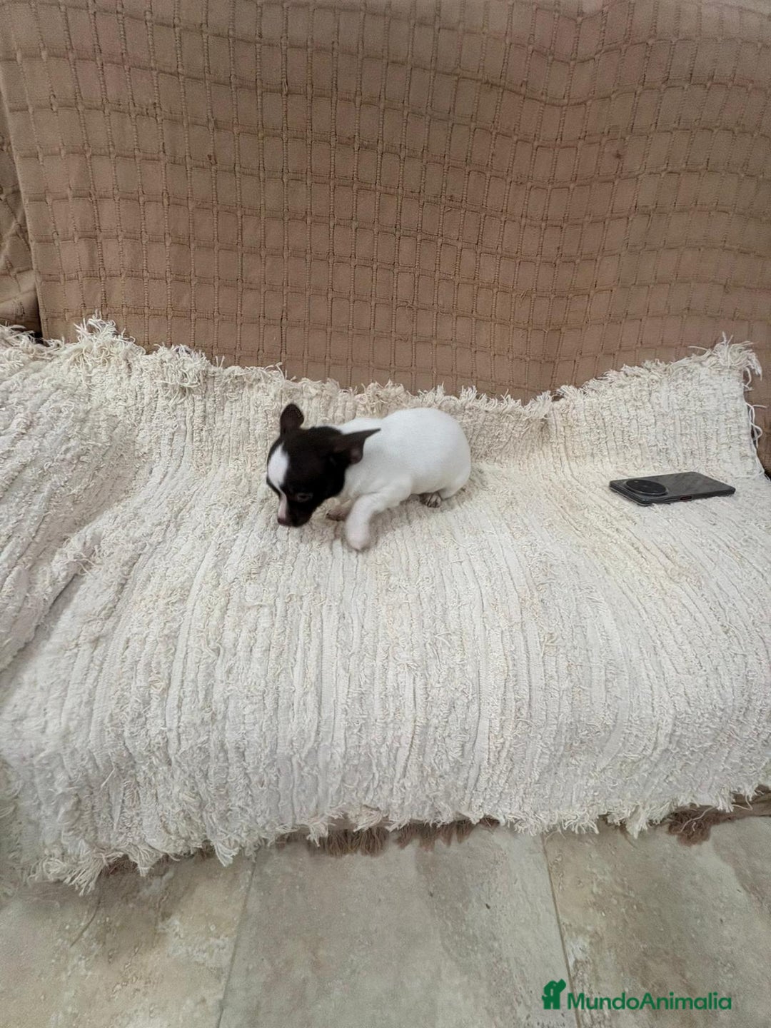 Chihuahua perros en venta: Chihuahua rusa blanca chocolate  - Anuncio 11