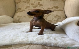 Pinscher Miniatura perros en venta: Pinscher Miniatura cachorro hembra  - Imagen 5