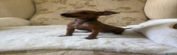 Pinscher Miniatura perros en venta: Pinscher Miniatura cachorro hembra  - Anuncio 5