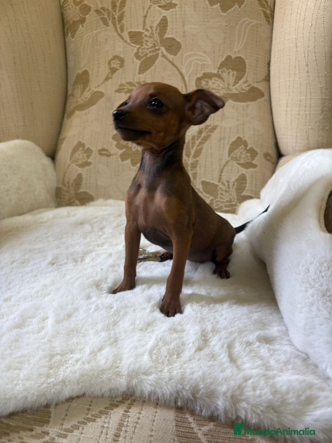 Pinscher Miniatura perros en venta: Pinscher Miniatura cachorro hembra  - Imagen 5