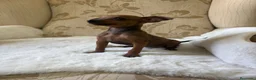 Pinscher Miniatura perros en venta: Pinscher Miniatura cachorro hembra  - Anuncio 5