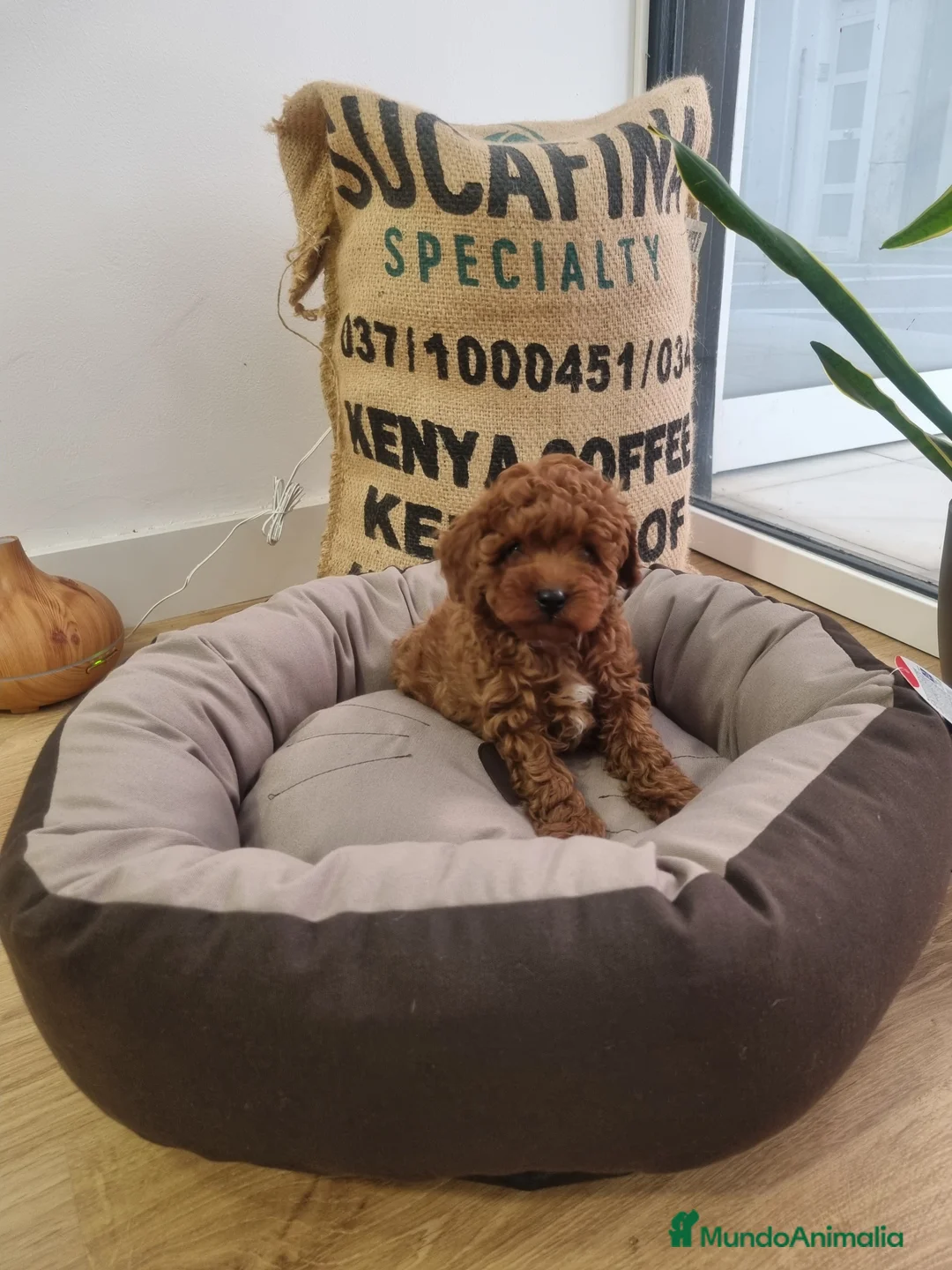 Caniche Toy perros en venta: Caniches minis - Anuncio 6