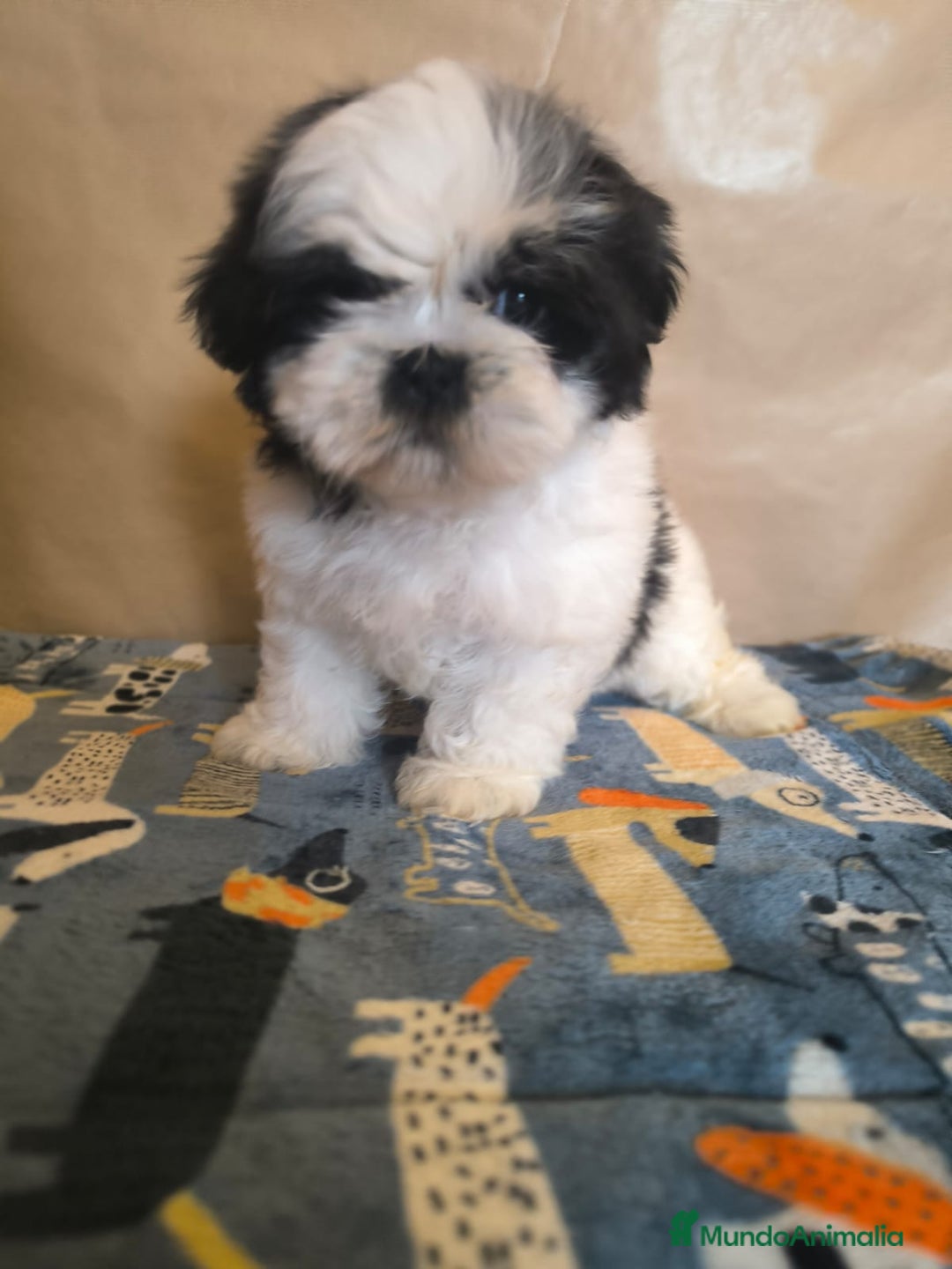 Shih Tzu perros en venta: Shit tzu mini - Anuncio 17