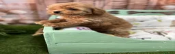 Caniche Toy perros en venta: Caniche Toy alta calidad en caniche toy  - Anuncio 9