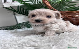 Maltipoo perros en venta: MALTIPOO MACHO - Anuncio 22