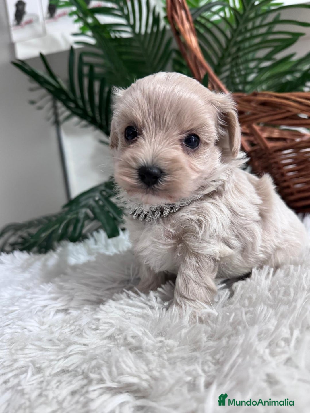Maltipoo perros en venta: MALTIPOO MACHO - Anuncio 22