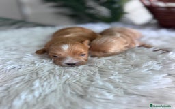 Maltipoo perros en venta: MALTIPOO MACHOS - Imagen 16
