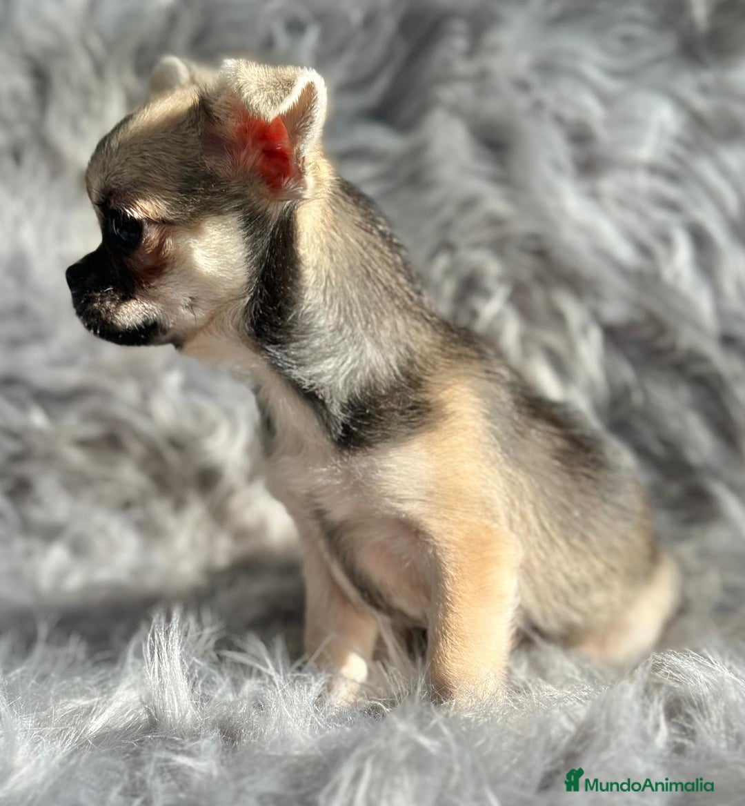 Chihuahua perros en venta: Chihuahua toy cervato  - Anuncio 6