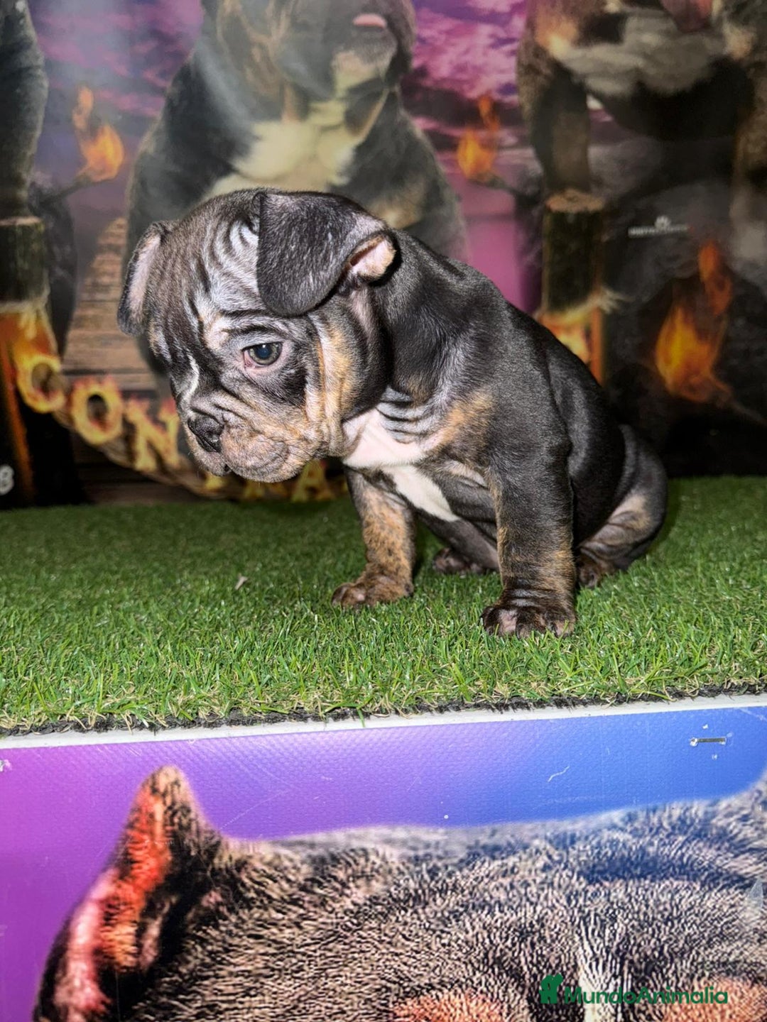 American Bully perros en venta: Hembra American Bully disponible  - Anuncio 4