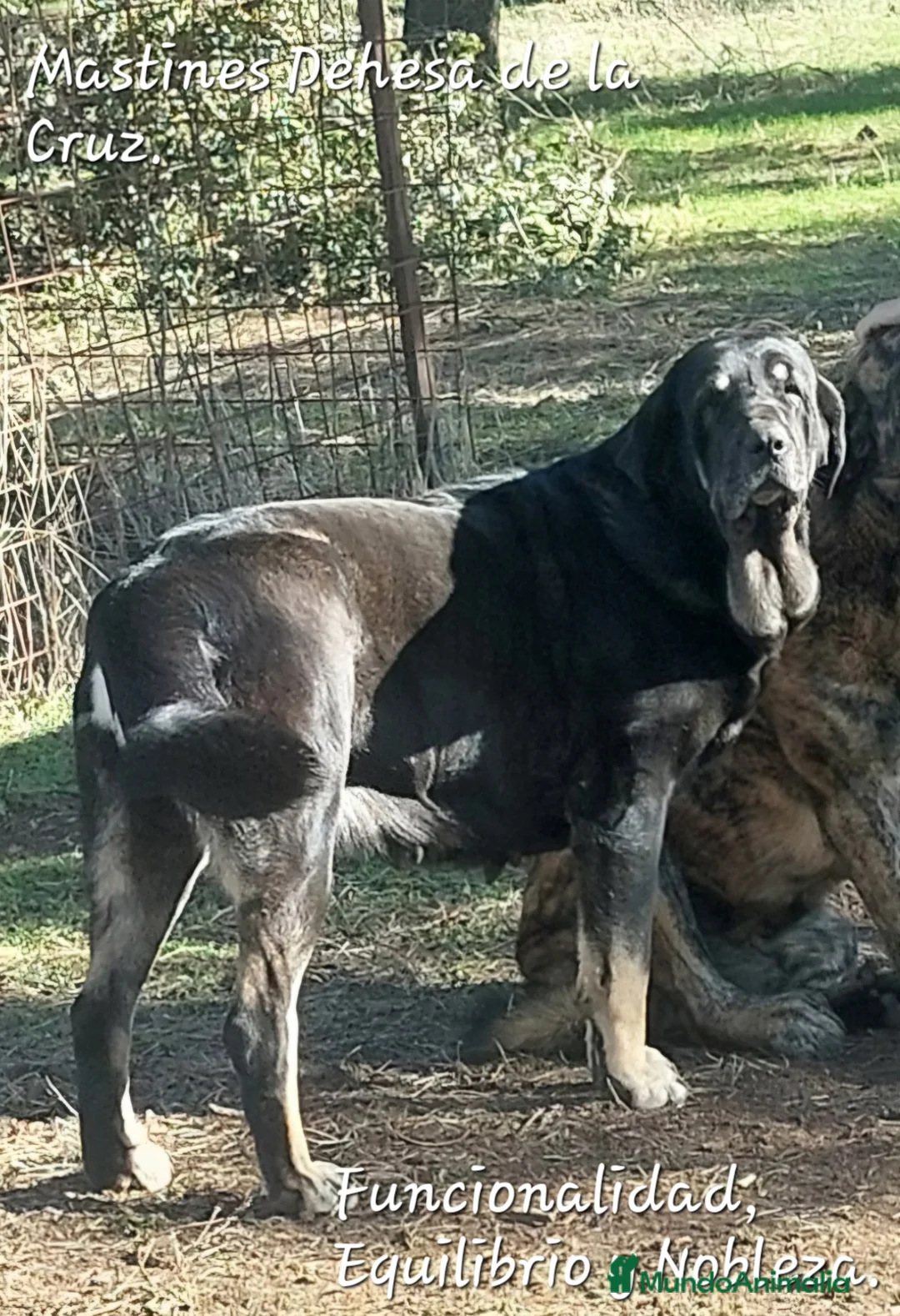 Mastín Español perros en venta: CACHORROS DE MASTÍN ESPAÑOL  - Anuncio 1