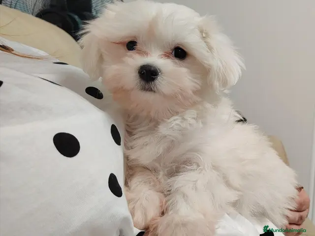 Bichón Maltés perros en venta: Bichones - Anuncio 1