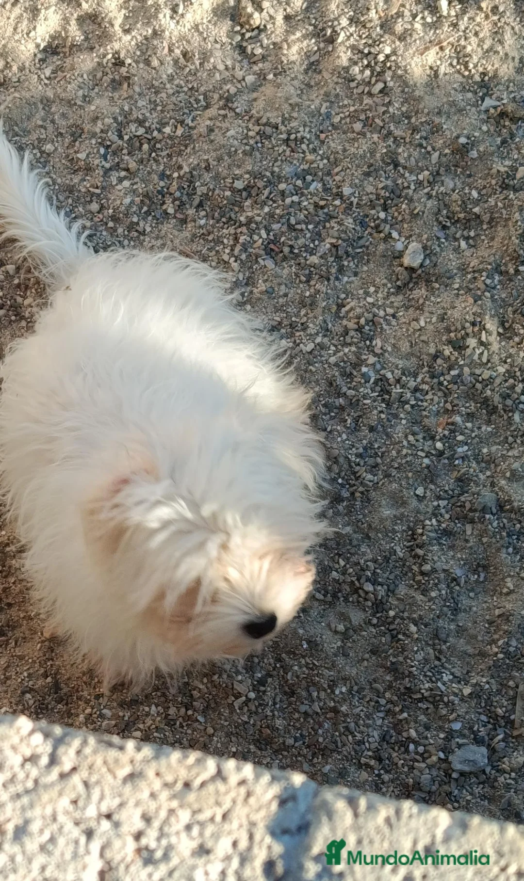 Bichón Maltés perros en venta: Bichon maltes macho 6 meses - Anuncio 4
