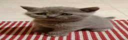 Británico de Pelo Corto Azul gatos en venta: Preciosos gatitos blues y tortugas - Anuncio 8