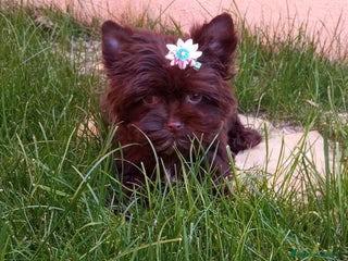 Yorkshire Terrier perros Exclusivos Yorkshire Chocolate toy - Anuncio 35