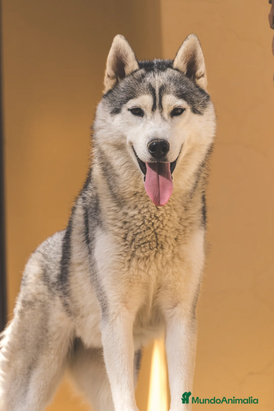 Husky Siberiano perros en venta: Macho  - Anuncio 5