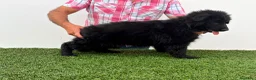 Pastor Alemán perros en venta: CACHORITAS DE PASTOR ALEMAN NEGRO SOLID PELO LARGO - Anuncio 4