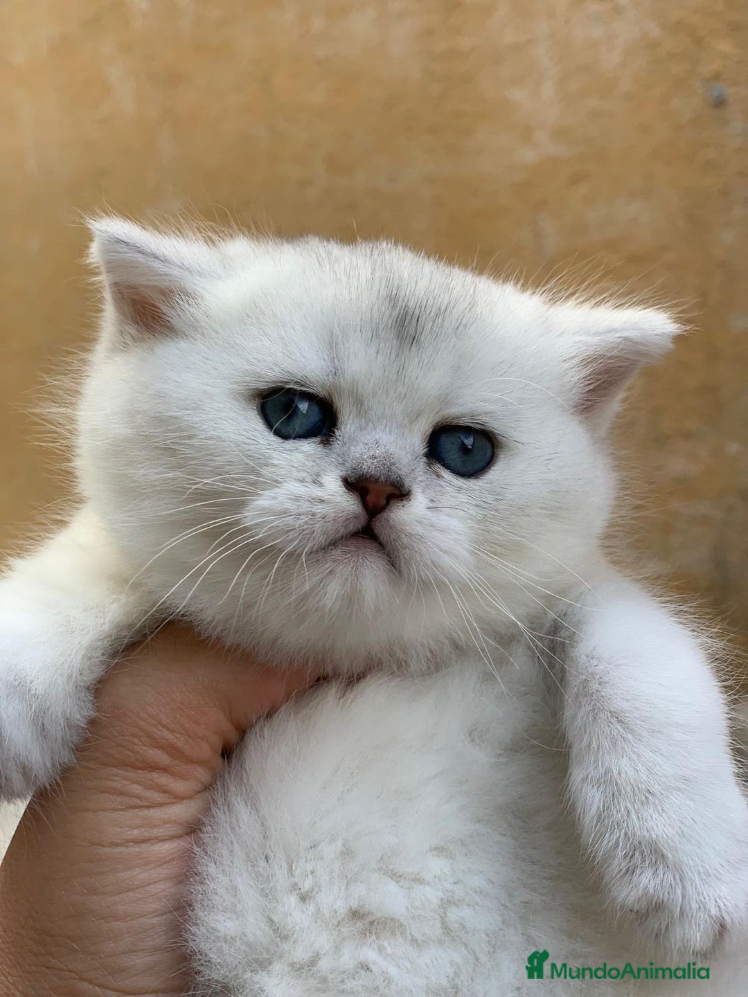 Británico de Pelo Corto gatos en venta: British shorthair - Anuncio 1