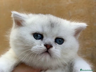 Británico de Pelo Corto gatos British shorthair - Anuncio 1