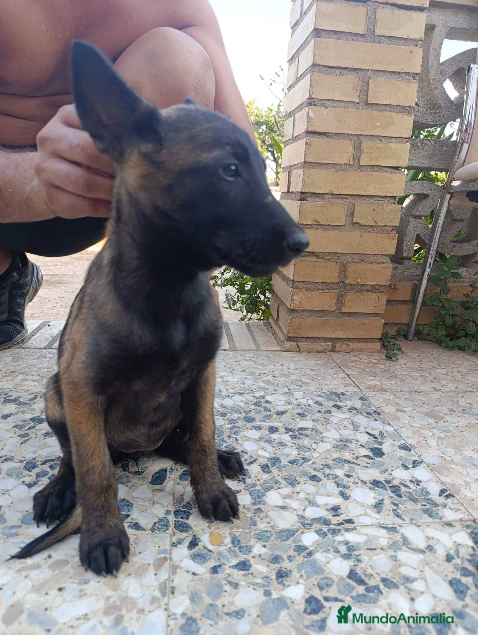 Pastor Belga Malinois perros Pastores Belgas de Calidad  - Anuncio 4