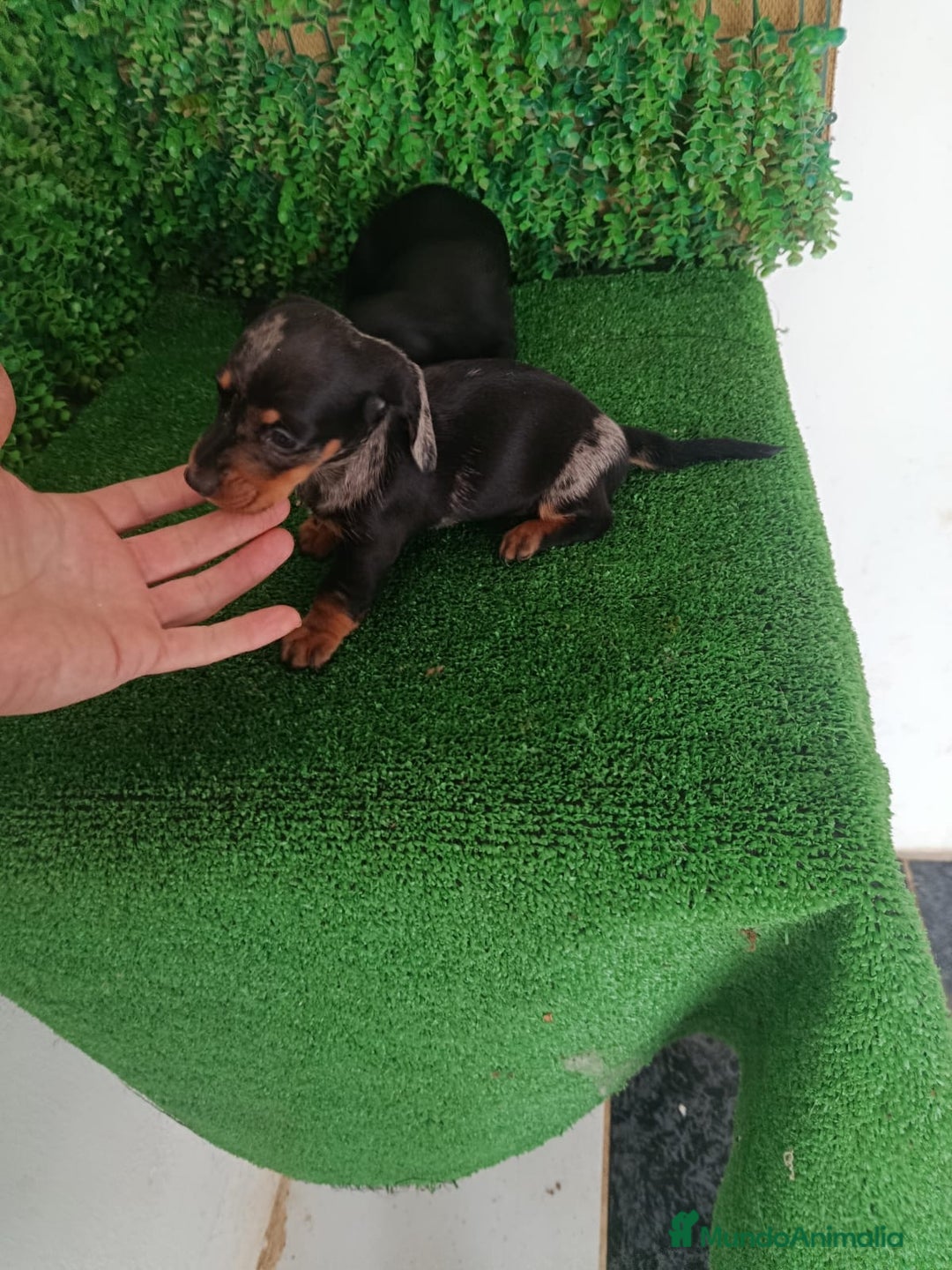 Teckel perros en venta: Hembras teckel  - Anuncio 2