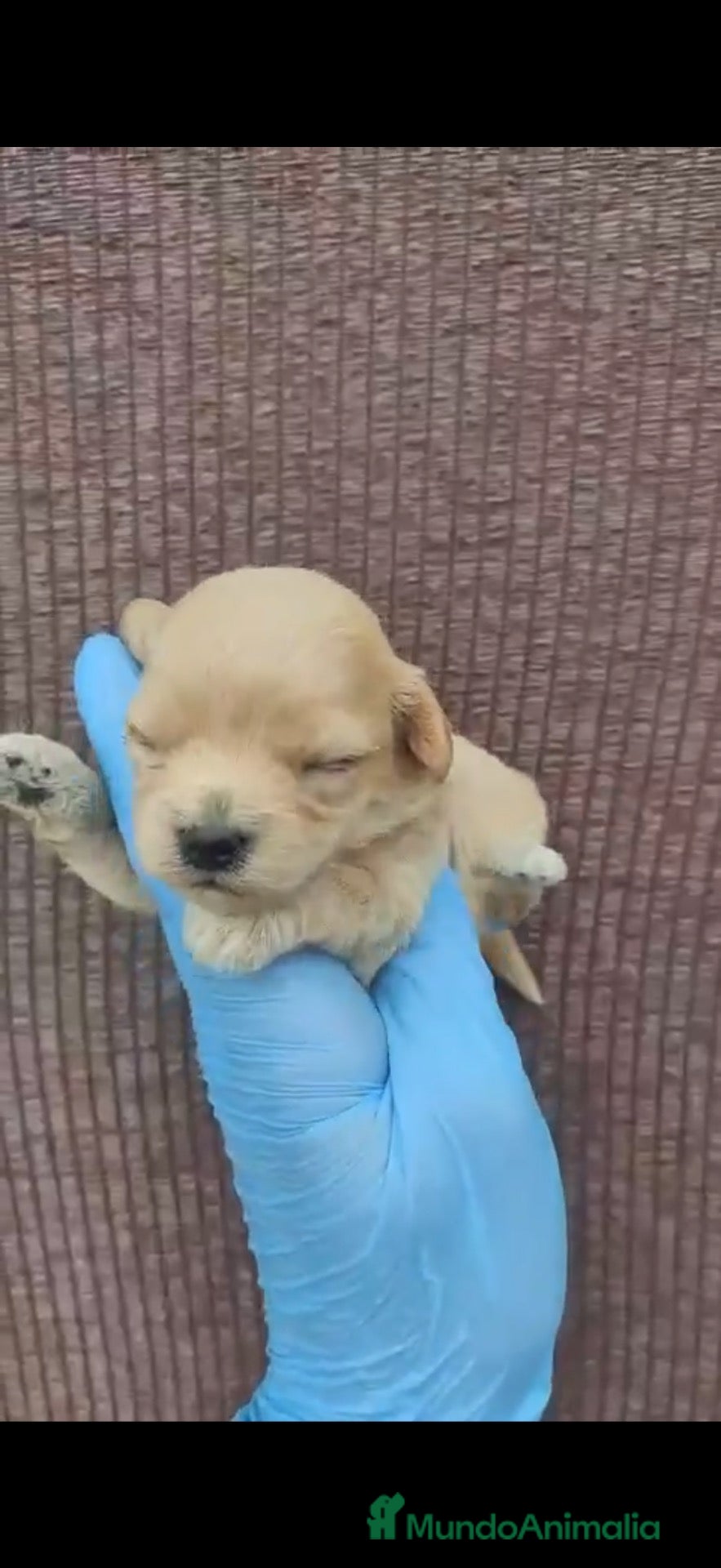 Maltipoo perros en venta: Maltipoo - Anuncio 3