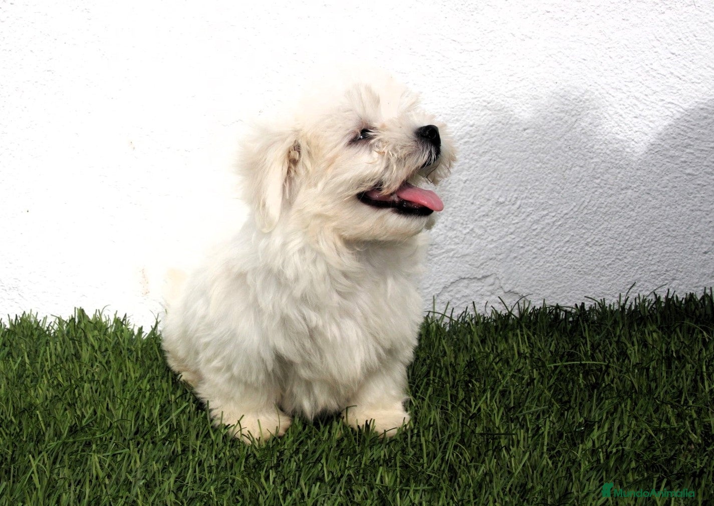 Bichón Maltés perros en venta: Bichon Maltes  - Anuncio 11