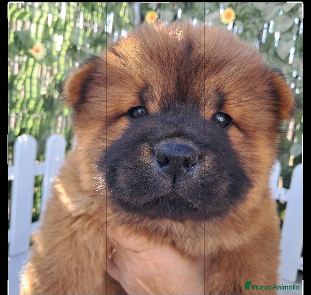 Chow Chow perros en venta: Bebés Chow-Chow  - Anuncio 2