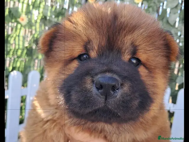 Chow Chow perros en venta: Bebés Chow-Chow - Anuncio 2