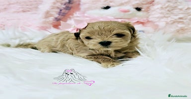 Maltipoo perros - Anuncio 9
