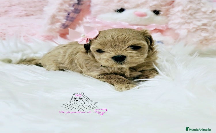 Maltipoo perros - Anuncio 1