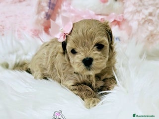Maltipoo perros - Anuncio 28
