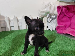 Chihuahua perros Chihuahua negra - Anuncio 38