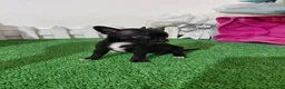 Chihuahua perros en venta: Chihuahua negra  - Anuncio 1