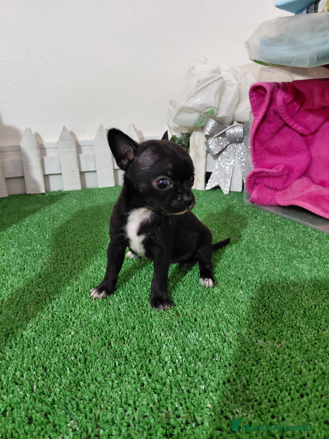 Chihuahua perros en venta: Chihuahua negra  - Anuncio 1