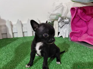 Chihuahua perros Chihuahua negra - Anuncio 27