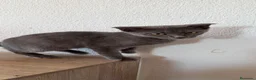 Raza Mixta gatos en venta: Ruso con British  - Anuncio 4