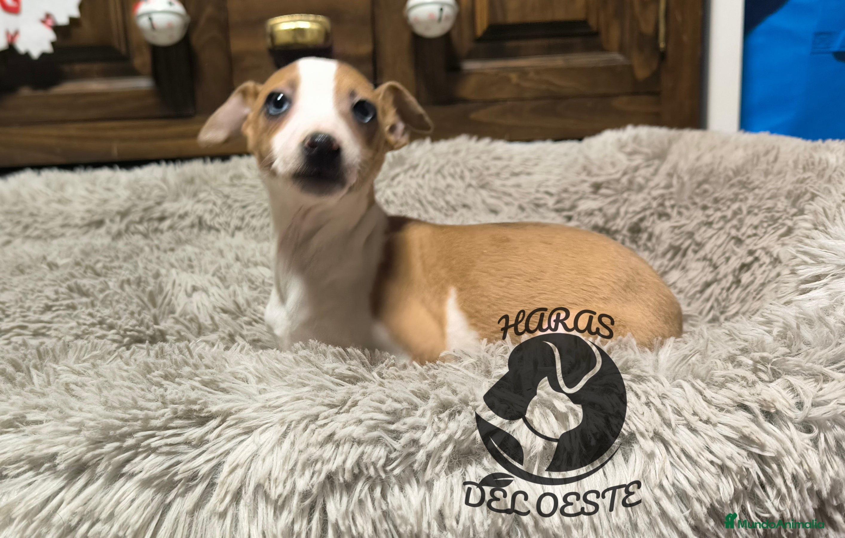 Pequeño Lebrel Italiano perros Piccolos  - Anuncio 2