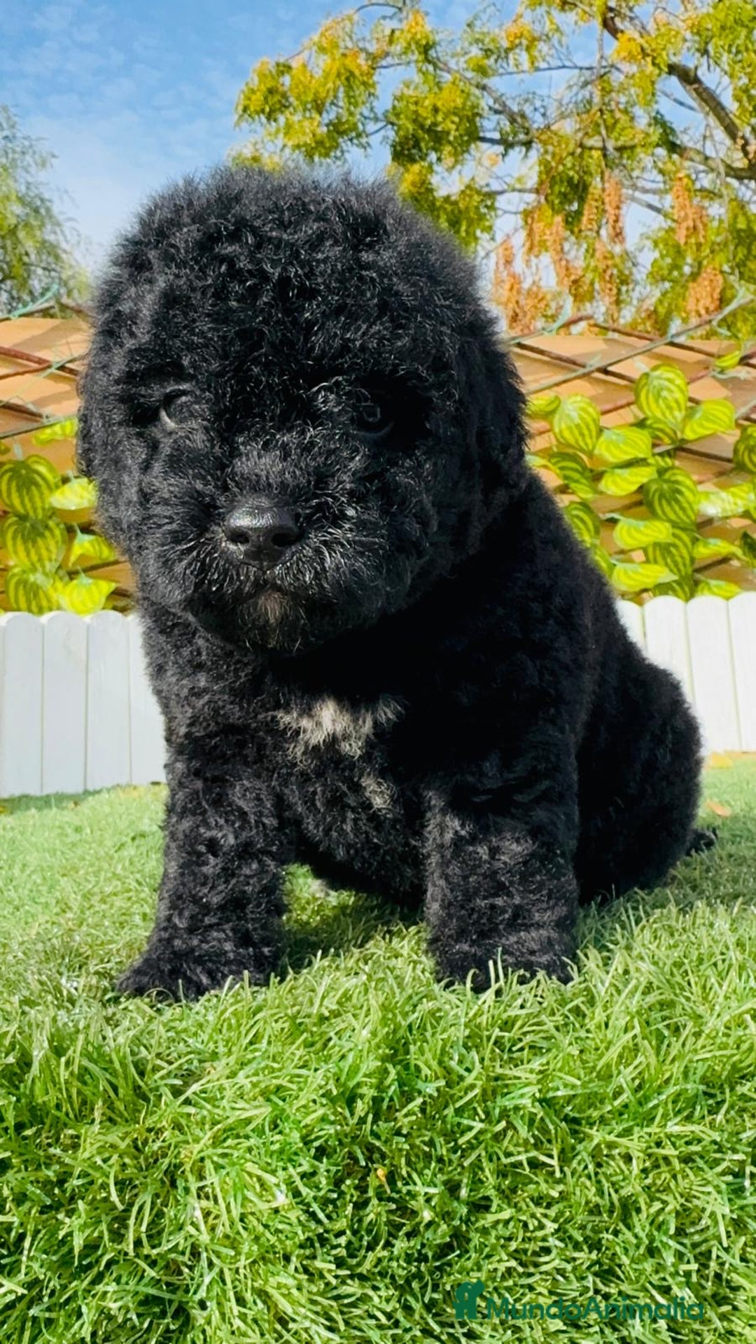 Perro de Agua Español perros en venta: PERRO DE AGUA  - Anuncio 17