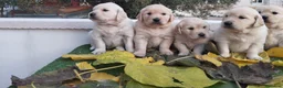 Golden Retriever perros en venta: Gran Camada de Golden Retriever - Anuncio 4