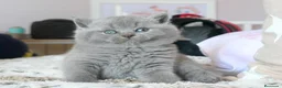 Británico de Pelo Corto Azul gatos en venta: 🐾 Gatitos British Shorthair Azules Exclusivos🐾 - Anuncio 2