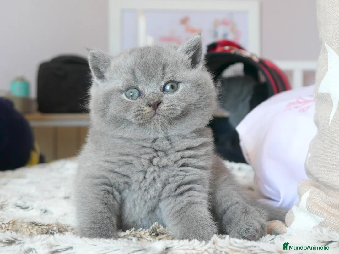 Británico de Pelo Corto Azul gatos en venta: 🐾 Gatitos British Shorthair Azules Exclusivos🐾 - Anuncio 2