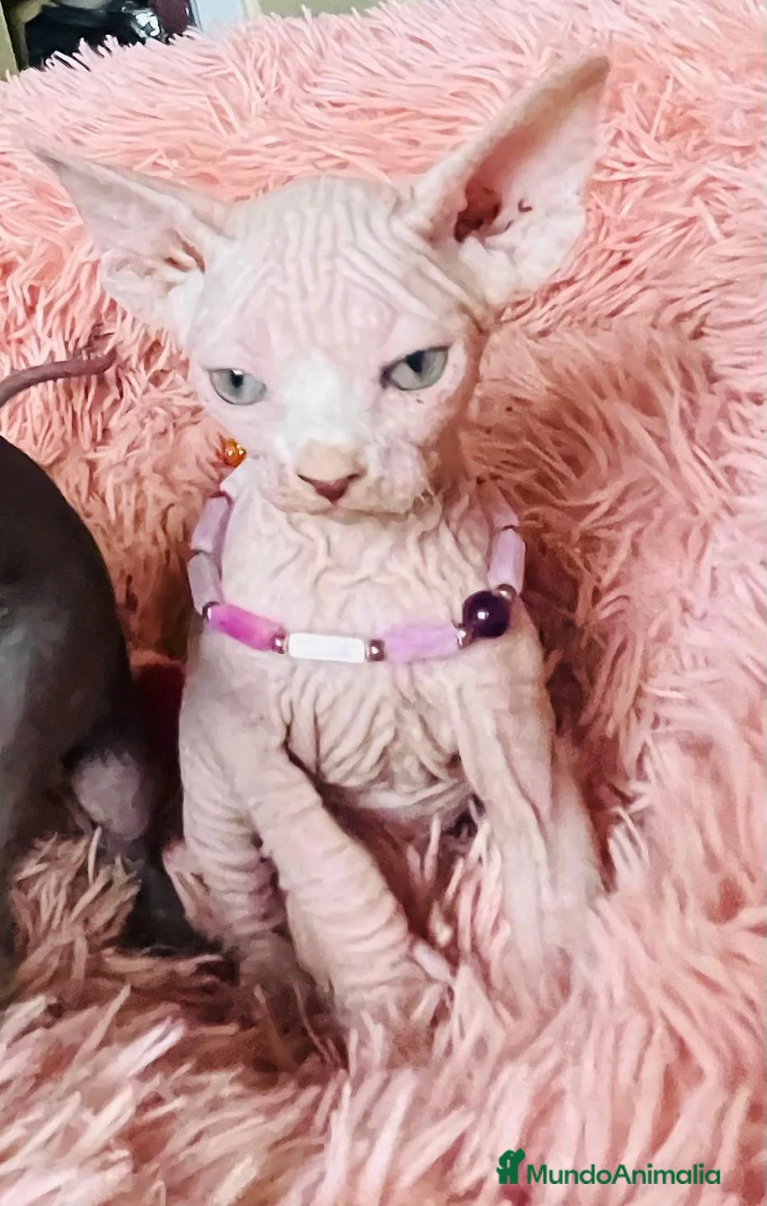 Sphynx gatos en venta: Gatita sphynx espectacular! - Anuncio 7