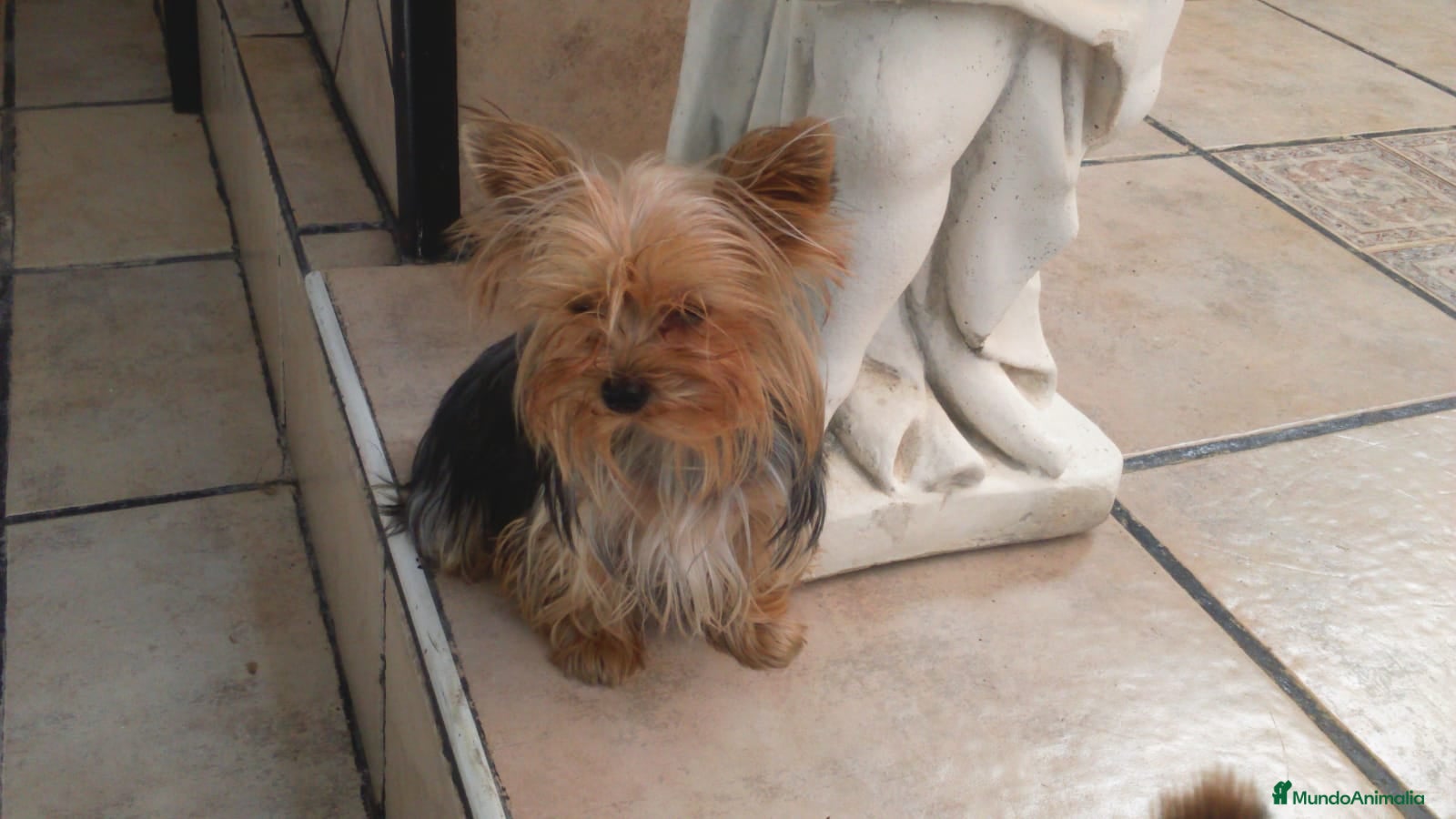 Yorkshire Terrier perros en venta: yorkshire ( TODA ESPAÑA )  - Anuncio 2