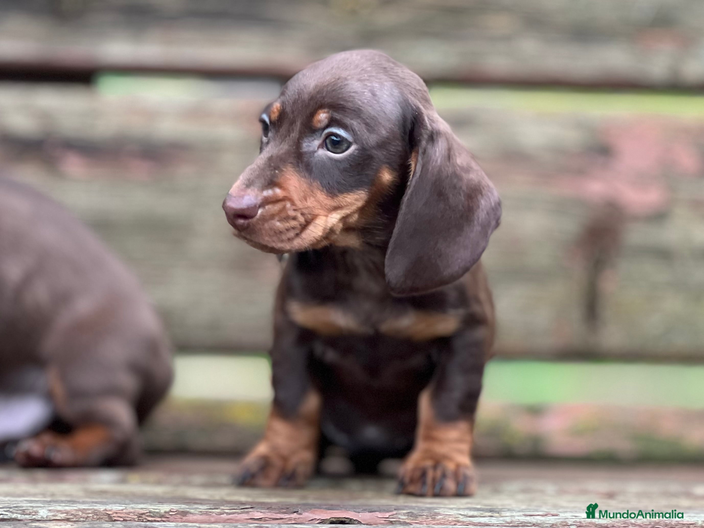 Teckel Miniatura perros TECKEL TRICOLOR CHOCOLATE - Anuncio 19