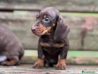 Teckel Miniatura perros TECKEL TRICOLOR CHOCOLATE - Anuncio 8