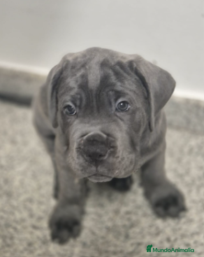 Cane Corso perros CACHORROS CANE CORSO  - Anuncio 1