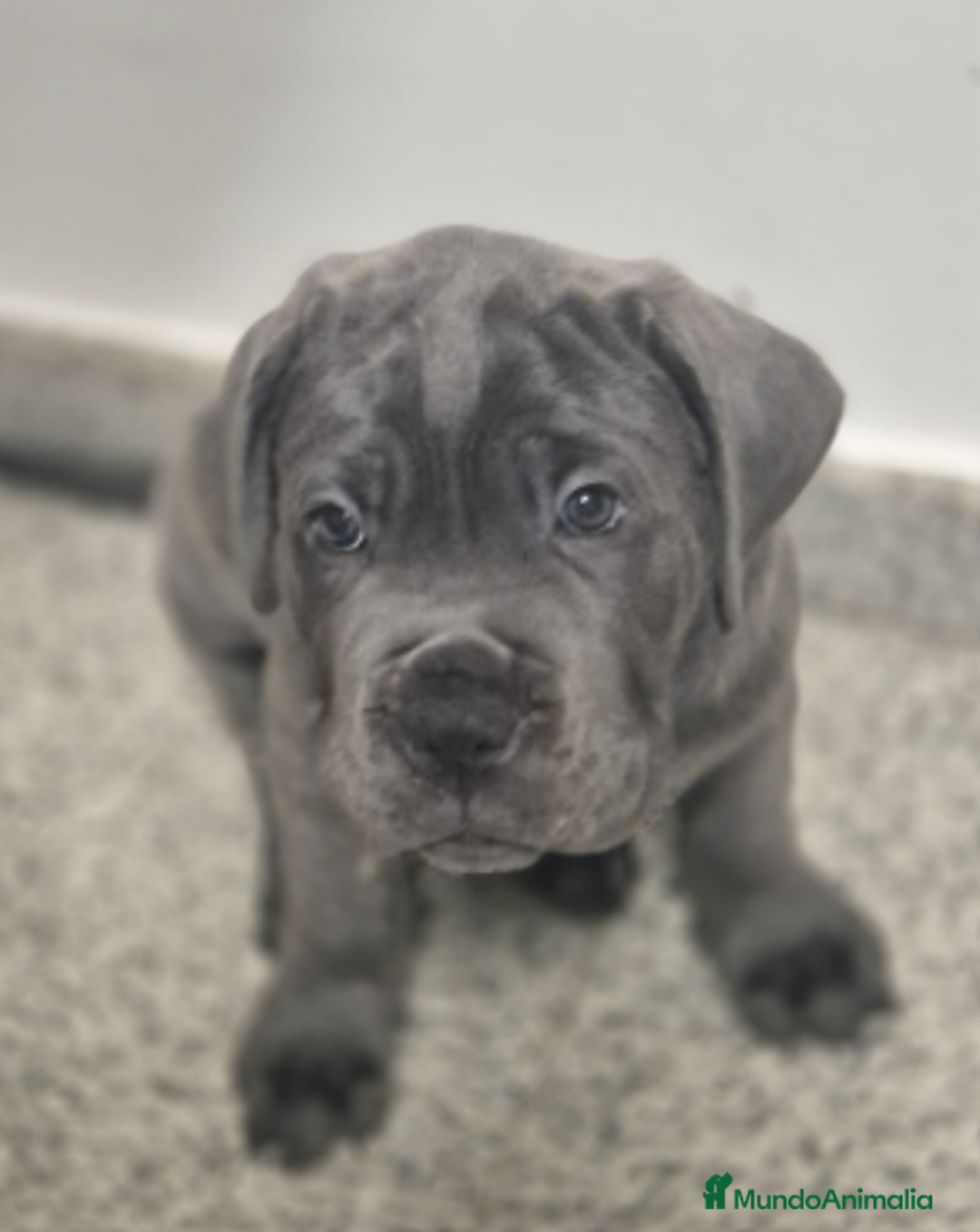 Cane Corso perros en venta: CACHORROS CANE CORSO  - Anuncio 3
