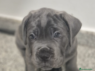 Cane Corso perros CACHORROS CANE CORSO - Anuncio 1