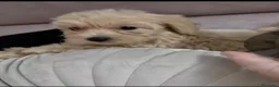 Maltipoo perros en venta: Maltipoo machos  - Anuncio 3